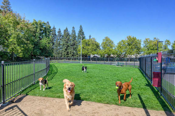 Three dogs are playing in a fenced yard.