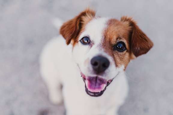 A small brown and white dog with a black nose and pink tongue is looking up at the camera. at Villas on Ash Apartments, Apartments, Gilbert, AZ