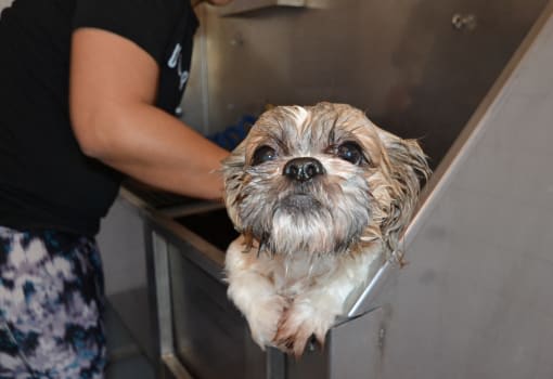 Dog Care Centerat Link Apartments® Montford, Charlotte, NC, 28209