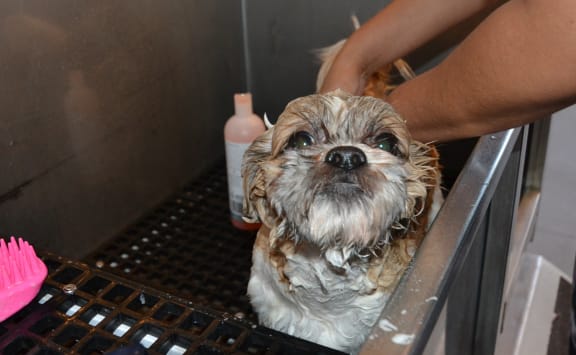 Pet Spa at Link Apartments® Mint Street, Charlotte
