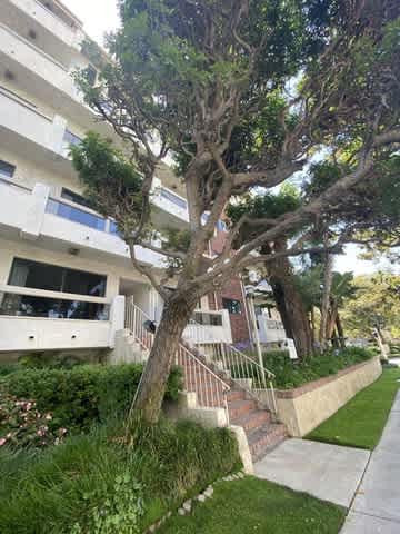 A tree in front of a building with a staircase.