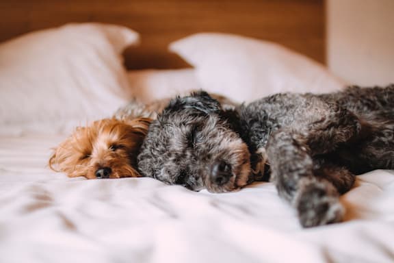 Two dogs sleeping on a bed at Sherway Villa, Reseda, CA