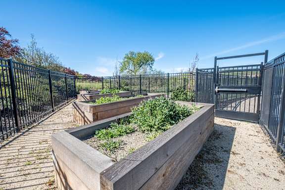 a community garden with raised beds in front of a black metal fence at Deer Creek Apartments, San Ramon, CA