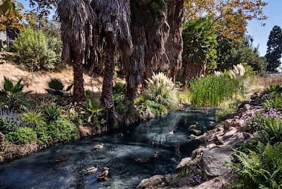 A group of ducks are swimming in a pond.