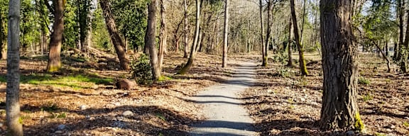 A forest path with trees on either side.