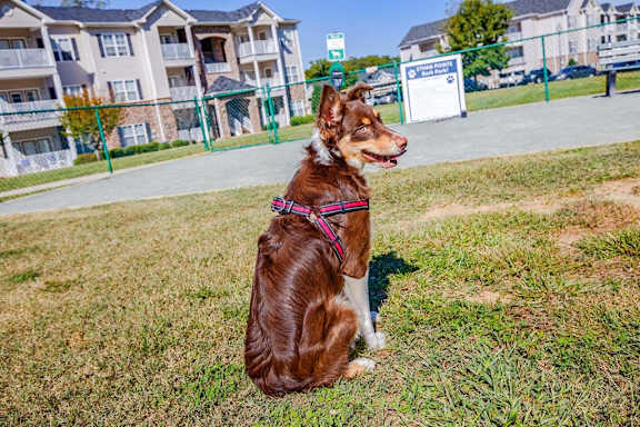 A brown dog with a pink harness is sitting on the grass.