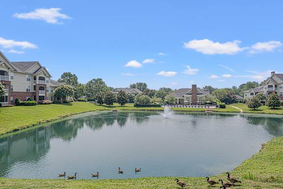 A group of ducks are swimming in a lake in a residential area.