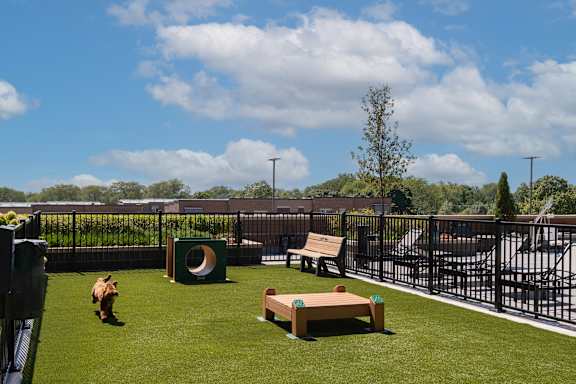 A dog is walking on a grassy area near a fence.