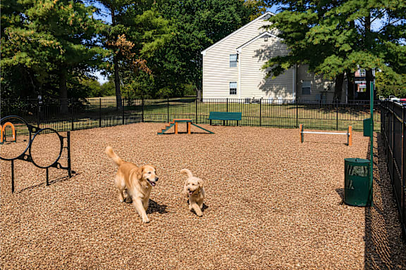 Two dogs playing in a fenced area.