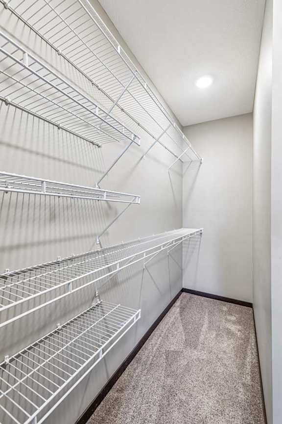 Empty walk-in closet with white shelving and a carpeted floor.
