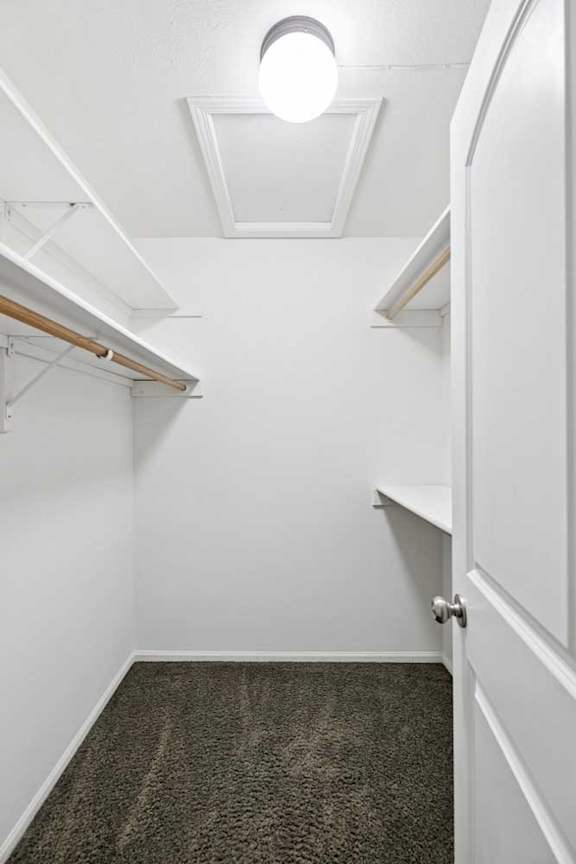 Walk-in closet with hanging rods, upper shelving, and carpet flooring.