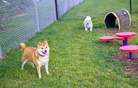 2 dogs standing in a grassy, fenced dog park at an apartment community