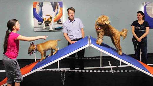 a group of people standing on a ramp with dogs on it