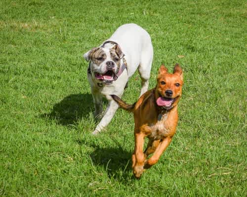 two dogs running together in the grass at Village of Chandler Apartments, Chandler, AZ, 85249