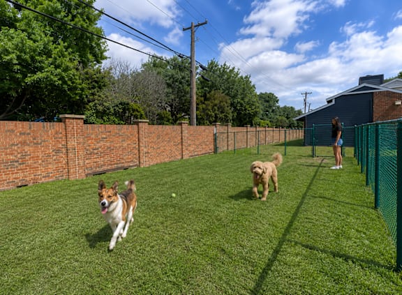 Two dogs running in a grassy yard.