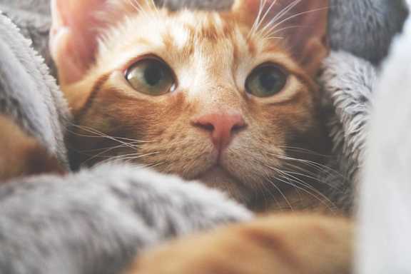 A cat peeking out from under a grey blanket.