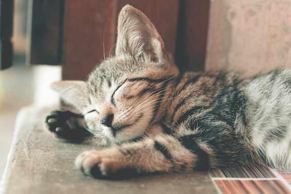 A small kitten with striped fur is sleeping on a surface.