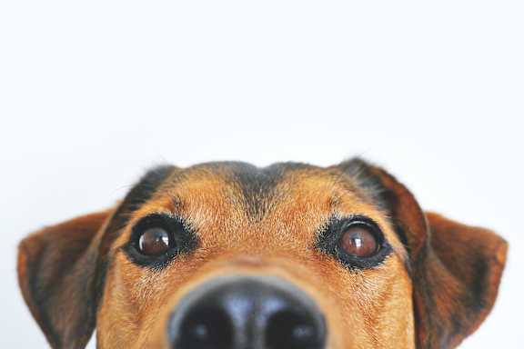 A dog looking up at the camera with a white background.