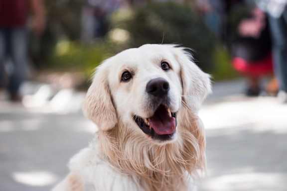 A happy golden retriever dog is looking at the camera.