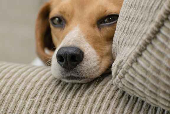 A dog peeking out from behind a beige couch.