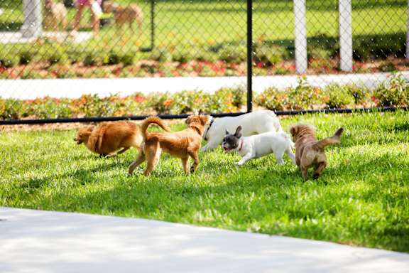 A group of dogs playing in a grassy area. at Eagle Ridge Apartments, Monroeville, PA, 15146