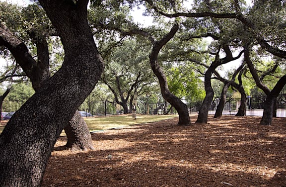 Forest Trails at Walnut Hill, San Antonio, TX, 78229