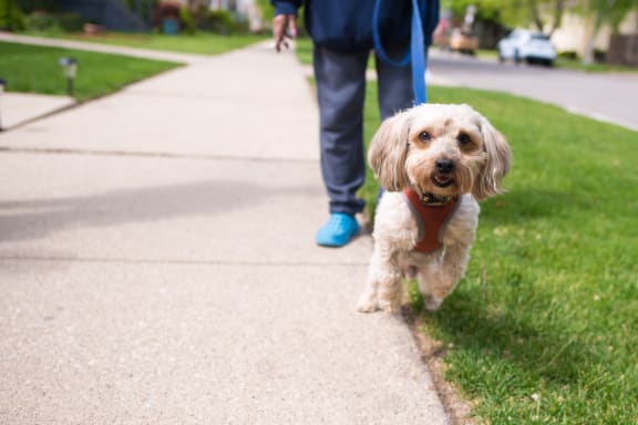 a dog walking down a sidewalk with a person in the background