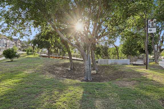A tree in a grassy area with the sun shining through it.