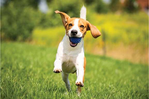 A dog is running on the grass with a blue ball in its mouth.