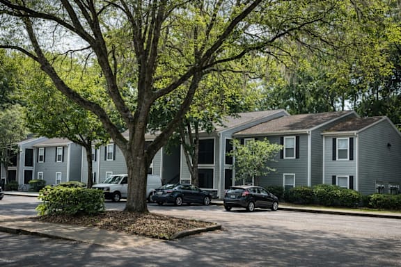 A tree in front of apartment buildings with cars parked in the driveway.