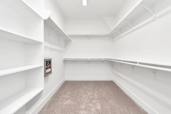 A white walk-in closet with shelves and a carpeted floor.