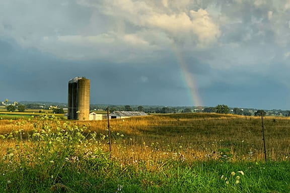 A field of yellow flowers with a white barn in the distance.