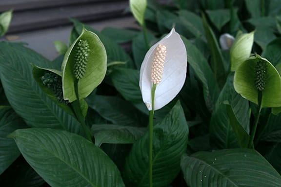 Urban Jungle 101 The Best Indoor Plants for Your Apartment