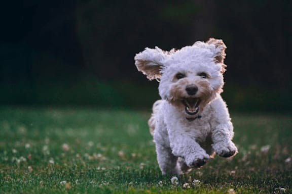 A small white dog is running in the grass.