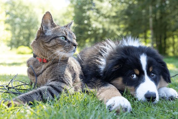 a cat and a dog laying in the grass