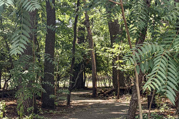 A forest path with trees and ferns on either side.