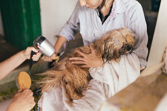 apartment dog wash station at villages at general grant apartments