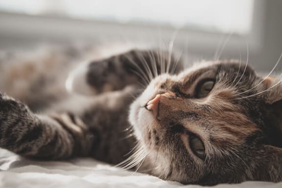 a cat laying on its side on a bed