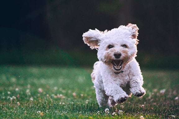 a white dog running through a grassy field