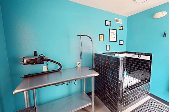 A room with a blue wall and a black and white tiled shower.