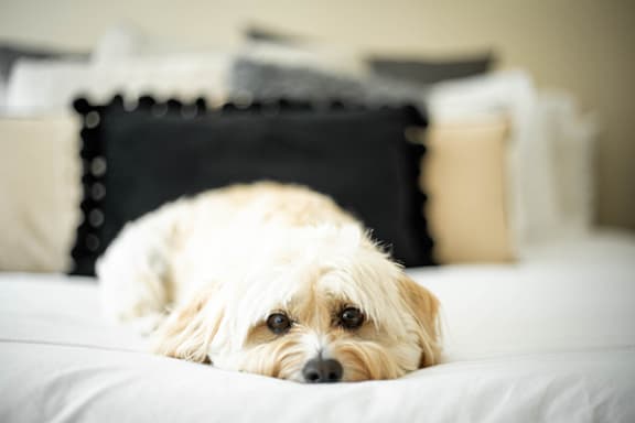 pet-friendly apartments at indian woods apartments