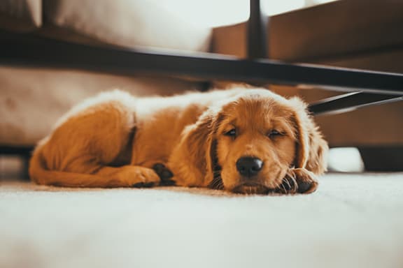 pet friendly apartments at olde towne village