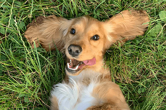 A happy dog lying on the grass.