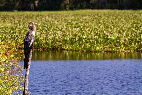 a bird perched on a branch next to a body of water