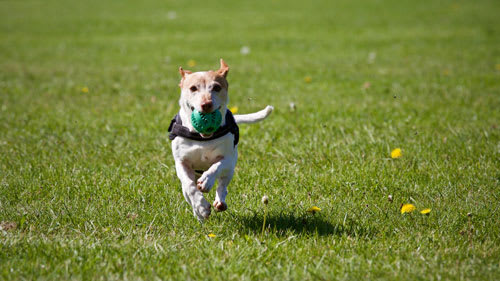 pet friendly apartments in Fayetteville NC