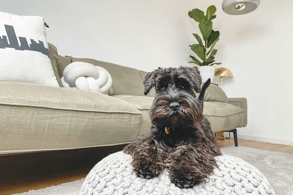 A dog is sitting on a white knitted stool.