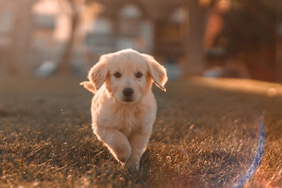 A small white dog is running on a grassy field.