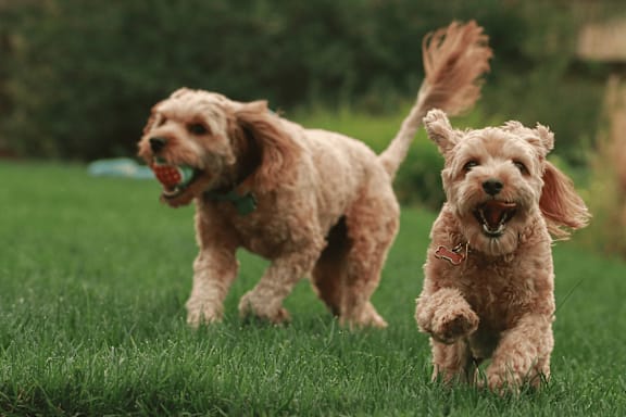 Two poodle dogs running in the grass.