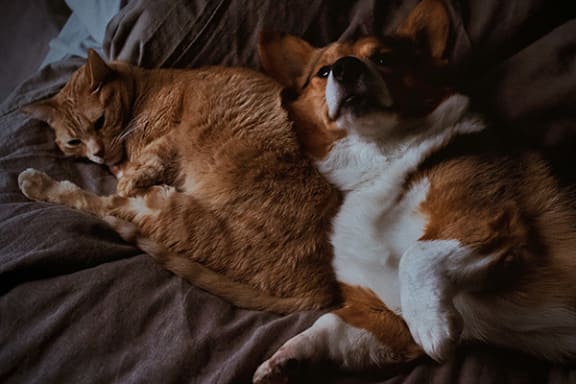 pet-friendly community at pine run townhomes