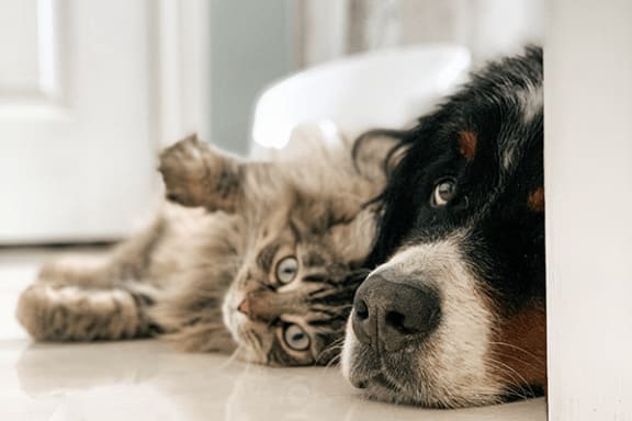 a dog and a cat laying on the floor